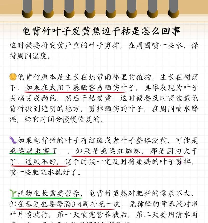 龟背竹叶子发黄的解决办法有哪些？