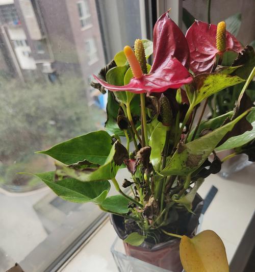 白掌开花后怎么处理？白掌花后养护的注意事项？