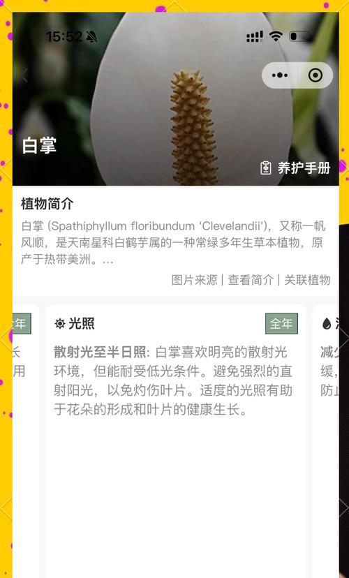白掌开花后怎么处理？白掌花后养护的注意事项？