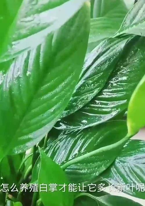 白掌开花后怎么处理？白掌花后养护的注意事项？