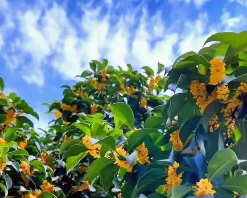 秋季有哪些花卉会盛开？