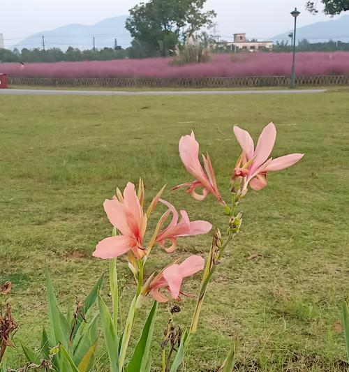 秋季有哪些花卉会盛开？