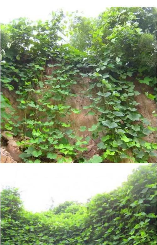 爬山虎种子的最佳播种时间是什么时候？