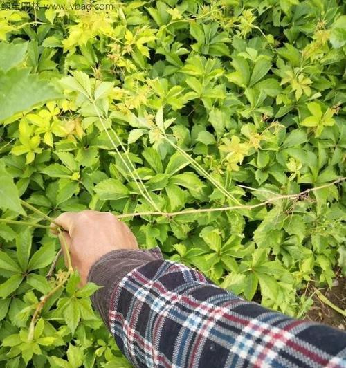 爬山虎种子的最佳播种时间是什么时候？