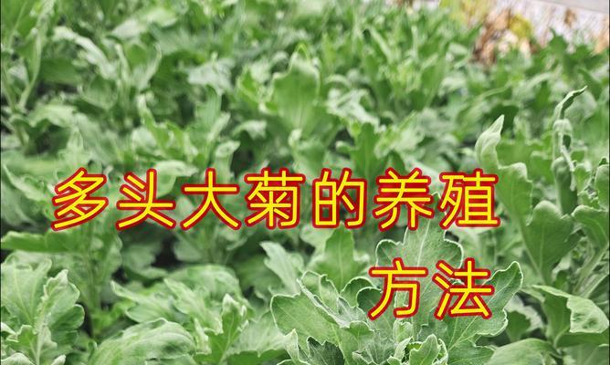 大丽菊的养殖技巧有哪些？