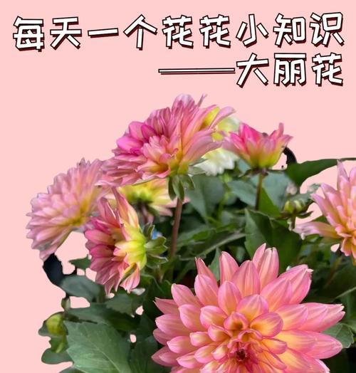 大丽菊的养殖技巧有哪些？