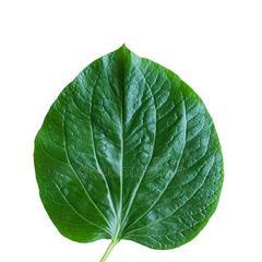 植物的叶子有哪些形状和颜色？它们各自有什么特点？