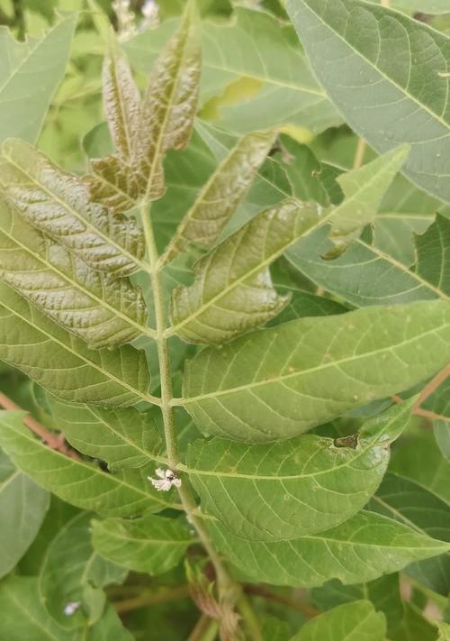 植物的叶子有哪些形状和颜色？它们各自有什么特点？