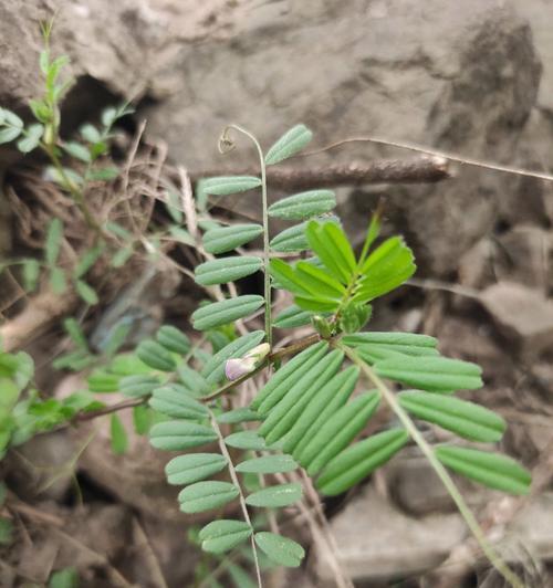植物的叶子有哪些形状和颜色？它们各自有什么特点？