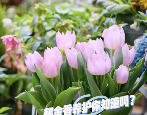 盆栽郁金香的养殖方法是什么？
