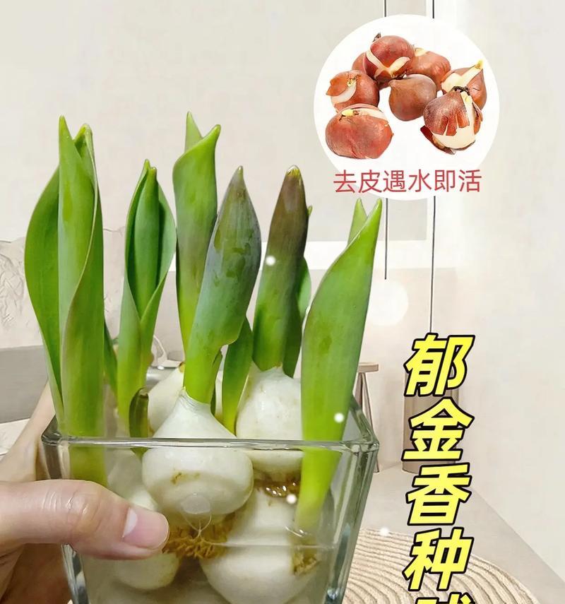 盆栽郁金香的养殖方法是什么？