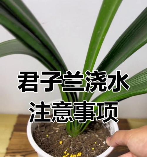 君子兰浇水方法是什么？君子兰浇水需要注意哪些事项？
