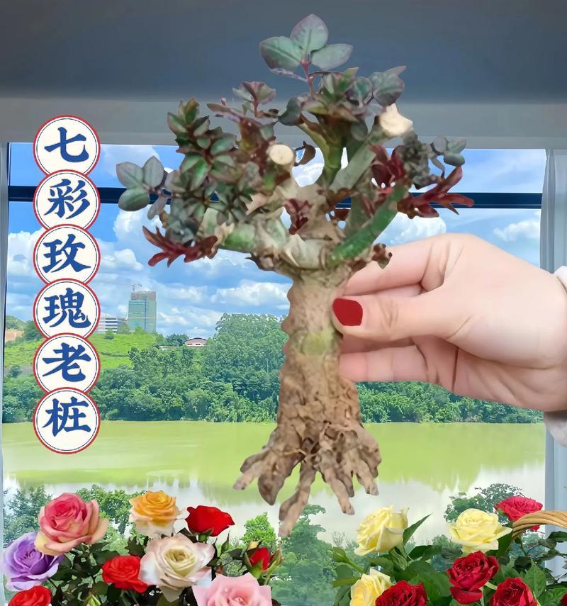 玫瑰种植方法是什么？如何种植出美丽的玫瑰？