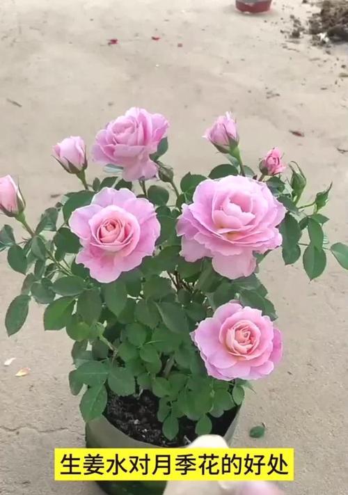 月季花品种介绍？哪种月季花最适合家庭种植？