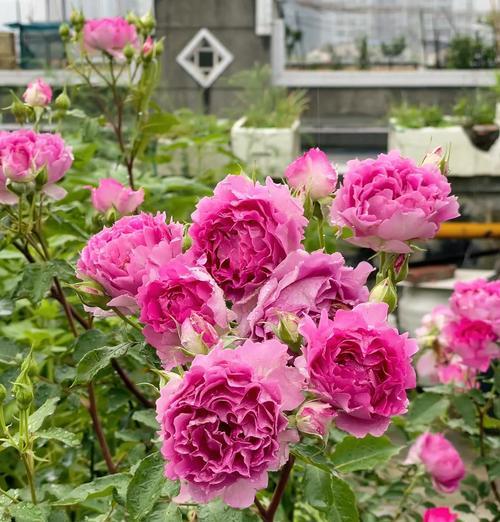 月季花品种介绍？哪种月季花最适合家庭种植？