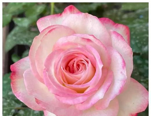 月季花品种介绍？哪种月季花最适合家庭种植？
