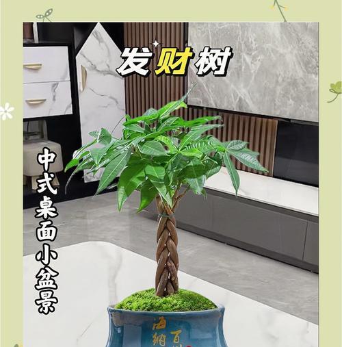 盆栽市场的发展前景如何？盆栽投资需要注意什么？