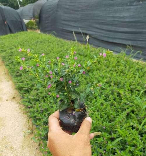 满天星种植技巧是什么？