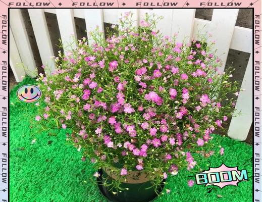 满天星种植技巧是什么？