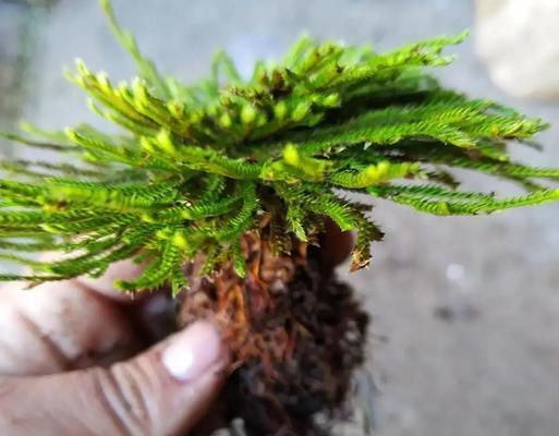 卷柏的养殖要点是什么？怎样避免叶片枯黄？