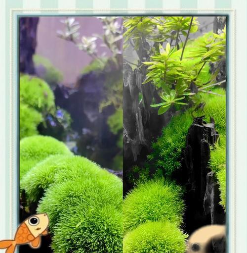 苔藓种植方法是什么？如何保持苔藓生长？