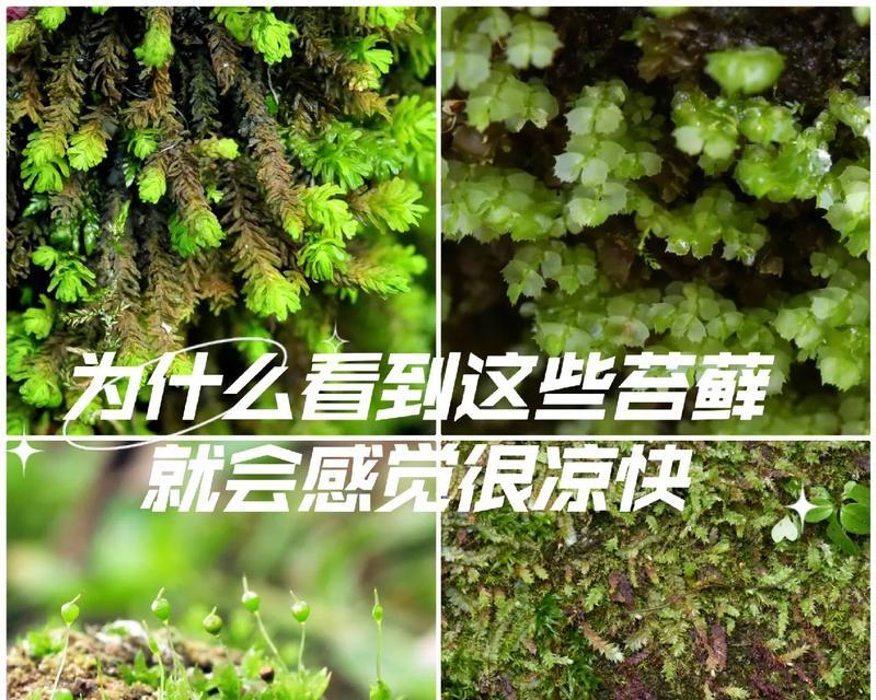 苔藓种植方法是什么？如何保持苔藓生长？