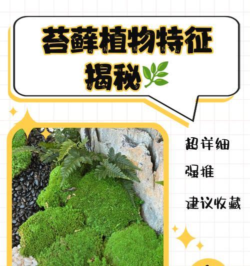 苔藓种植方法是什么？如何保持苔藓生长？