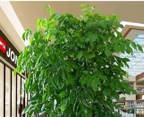 哪些花卉适合室内阴凉处？