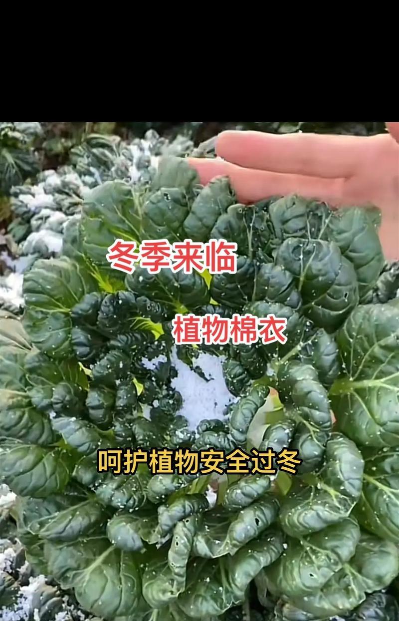 冬季植物防冻方法是什么？如何确保植物安全过冬？