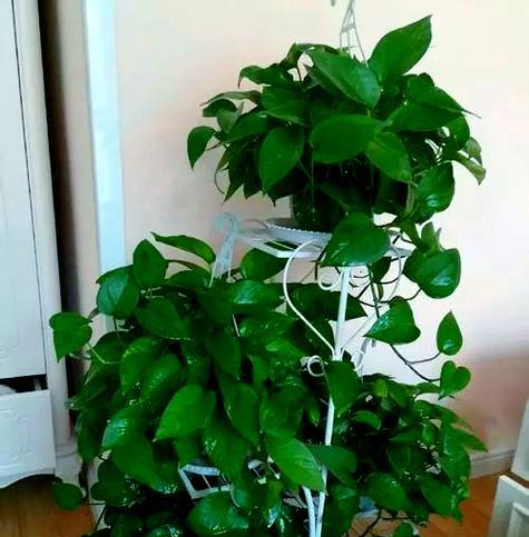 冬季植物防冻方法是什么？如何确保植物安全过冬？