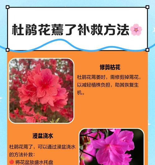 花草枯萎的原因是什么？如何有效挽救？