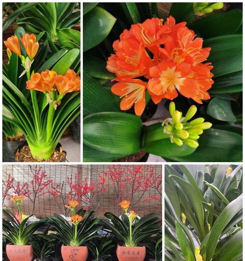 年花卉有哪些新品种？这些新品种有何特点？