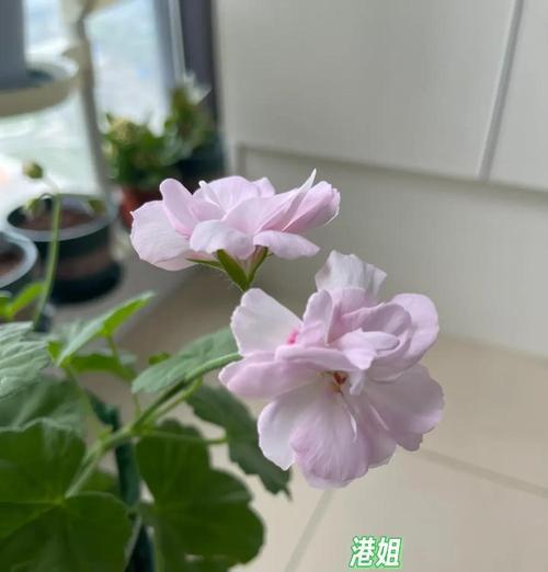 天竺葵的种植步骤和养护要点是什么？