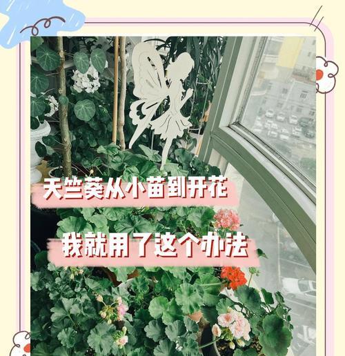 天竺葵的种植步骤和养护要点是什么？