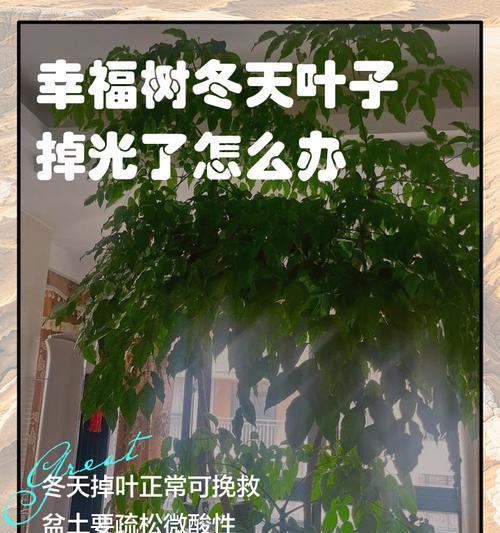 幸福树落叶子是什么原因？如何解决？