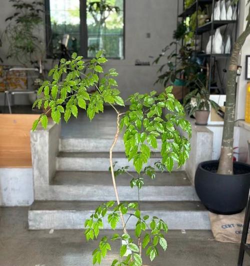 幸福树落叶子是什么原因？如何解决？