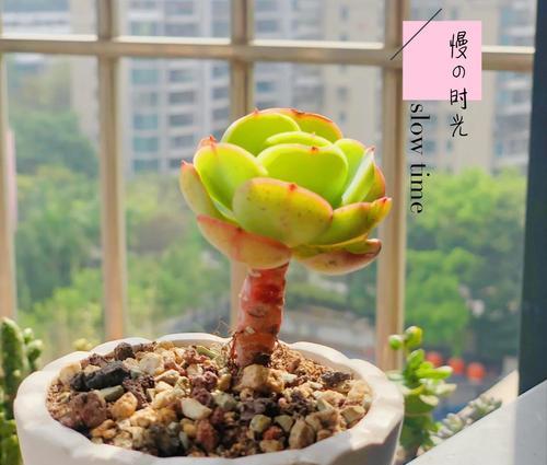 碧光环的种植要点有哪些？