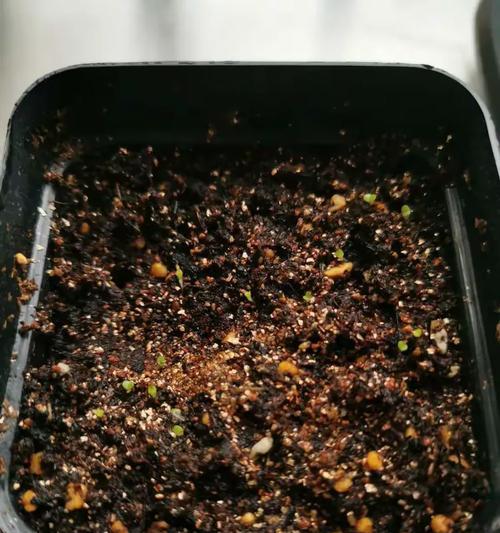 碧光环的种植要点有哪些？