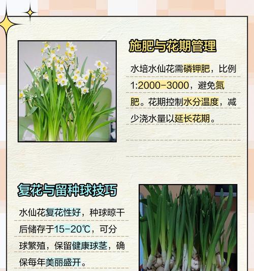 水仙属于什么类植物？如何正确分类？
