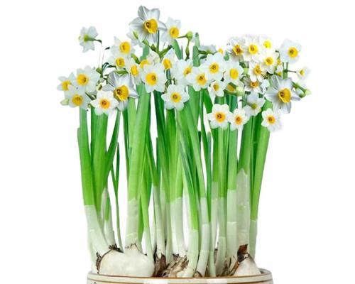 水仙属于什么类植物？如何正确分类？