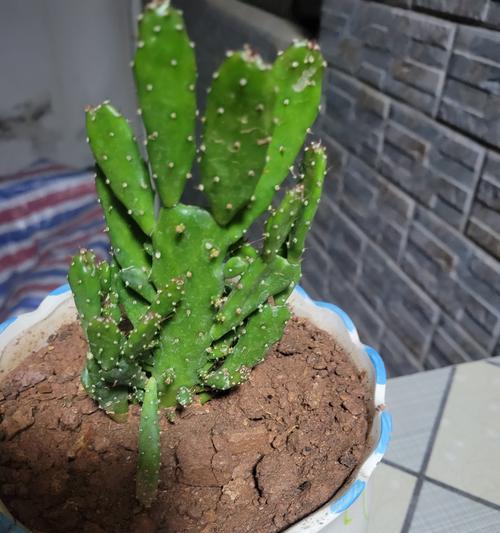 绯花玉的繁殖方法是什么？怎样才能繁殖出更多？