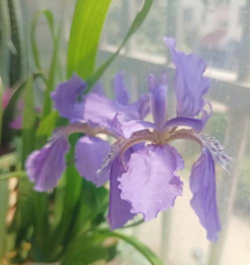 蝴蝶花的养殖方法和注意事项有哪些？