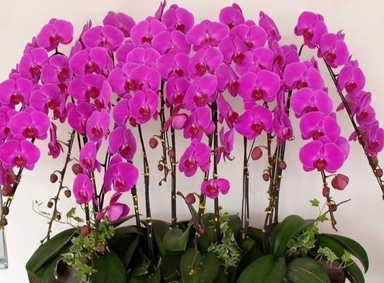 蝴蝶花的养殖方法和注意事项有哪些？