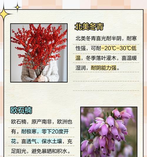 耐阴植物的选择和养护技巧有哪些？