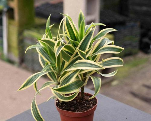 耐阴植物的选择和养护技巧有哪些？
