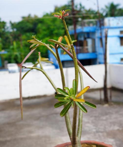 盆栽玫瑰花的修剪技巧和常见问题有哪些？