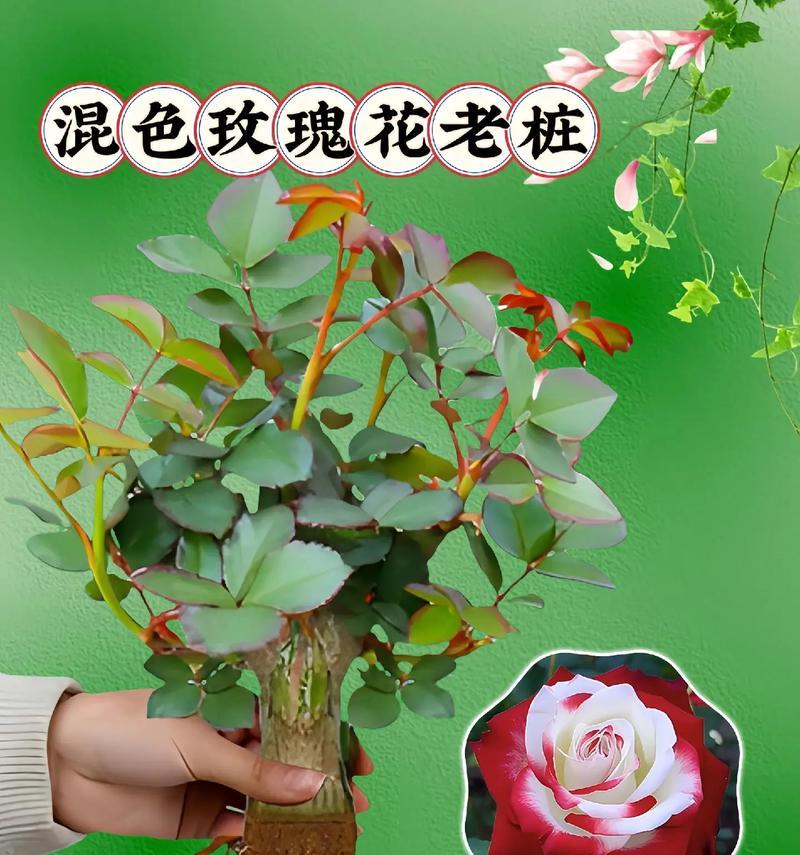 盆栽玫瑰花的修剪技巧和常见问题有哪些？