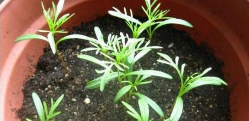 波斯菊发芽后的养护要点是什么？怎样促进波斯菊的生长？