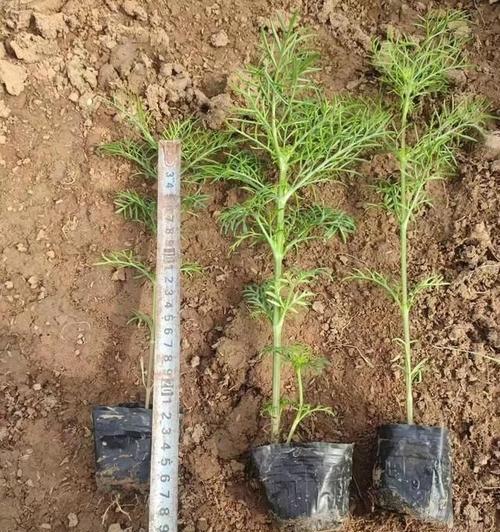 波斯菊发芽后的养护要点是什么？怎样促进波斯菊的生长？