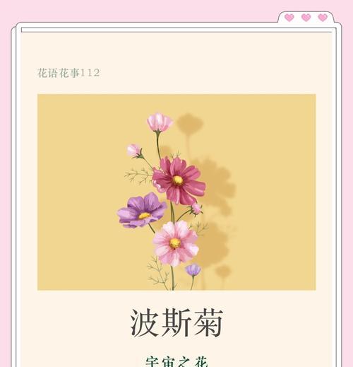 波斯菊发芽后的养护要点是什么？怎样促进波斯菊的生长？